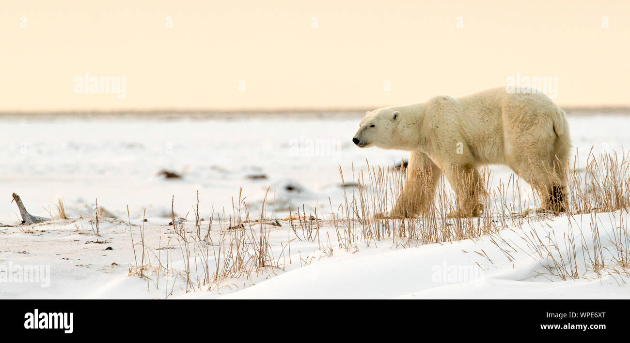 Polar bear Spaziergänge über den Schnee im Abendlicht, Nanuk Lodge, westlich der Hudson Bay Churchill, Manitoba, Kanada Stockfoto