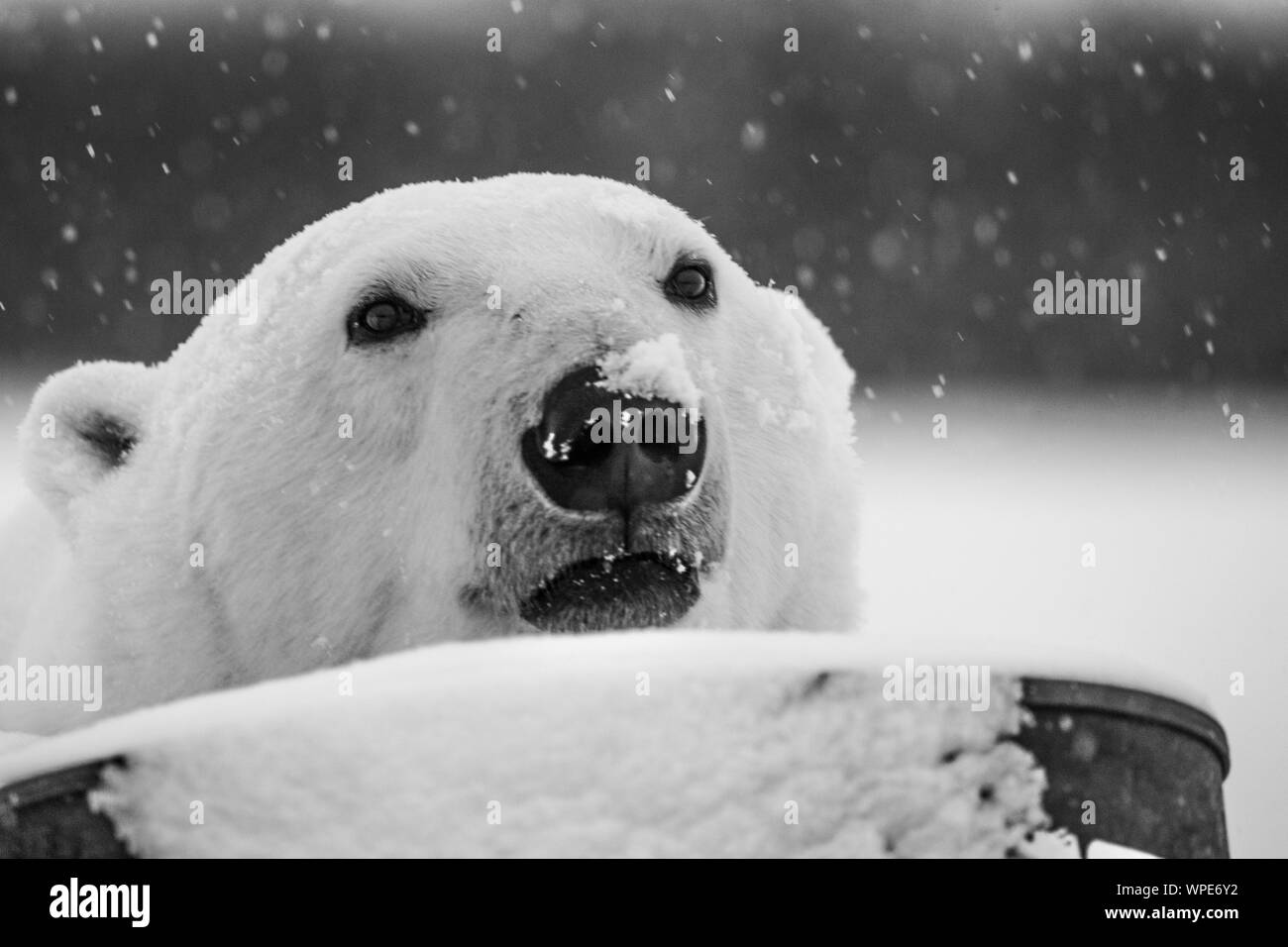 Eisbär mit seiner Nase in der fallenden Schnee, Nanuk Lodge, westlich der Hudson Bay Churchill, Manitoba, Kanada Stockfoto