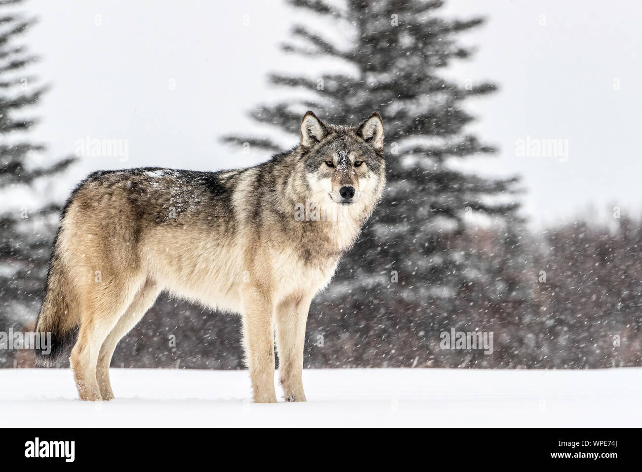 Kanadische Timber Wolf steht im Schnee, Nanuk Lodge, westlich der Hudson Bay Churchill, Manitoba, Kanada Stockfoto