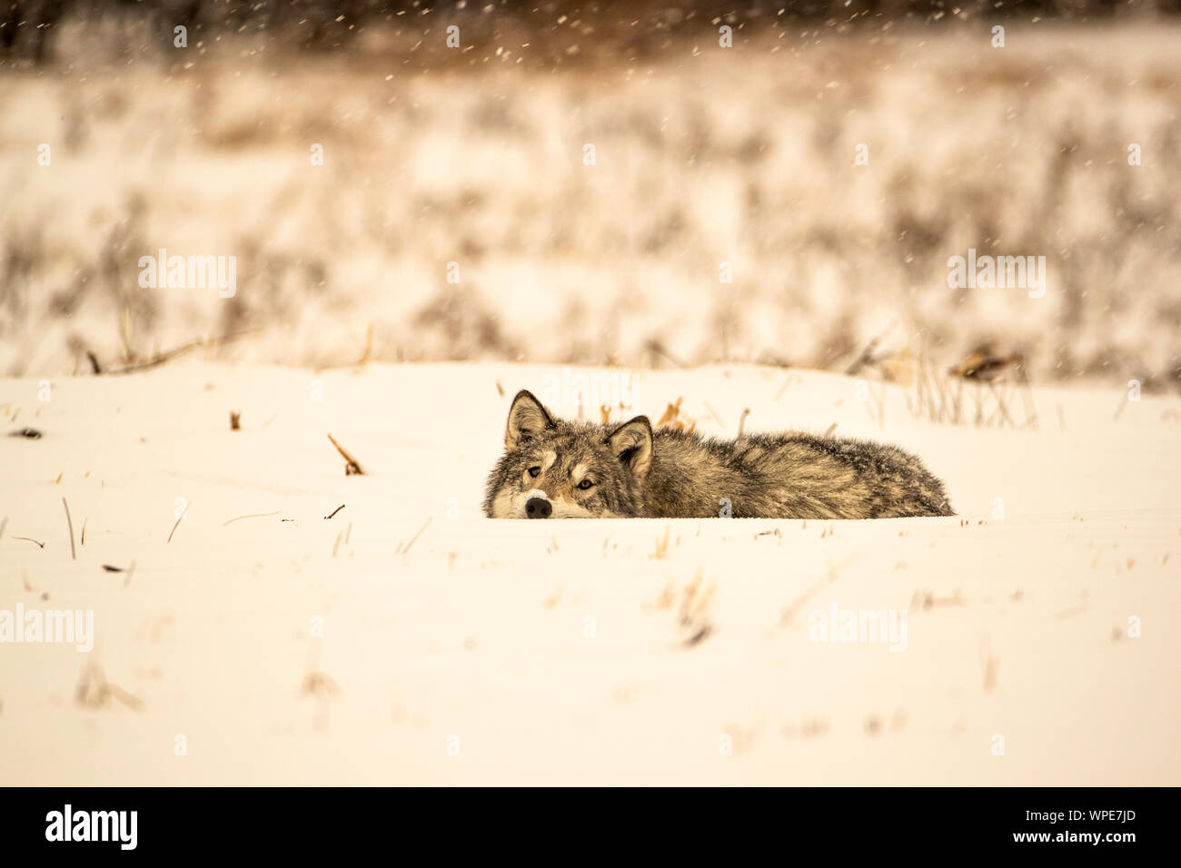 Kanadische Timber Wolf ruht auf dem Schnee, Nanuk Lodge, West Hudson Bay, Manitoba, Kanada Stockfoto