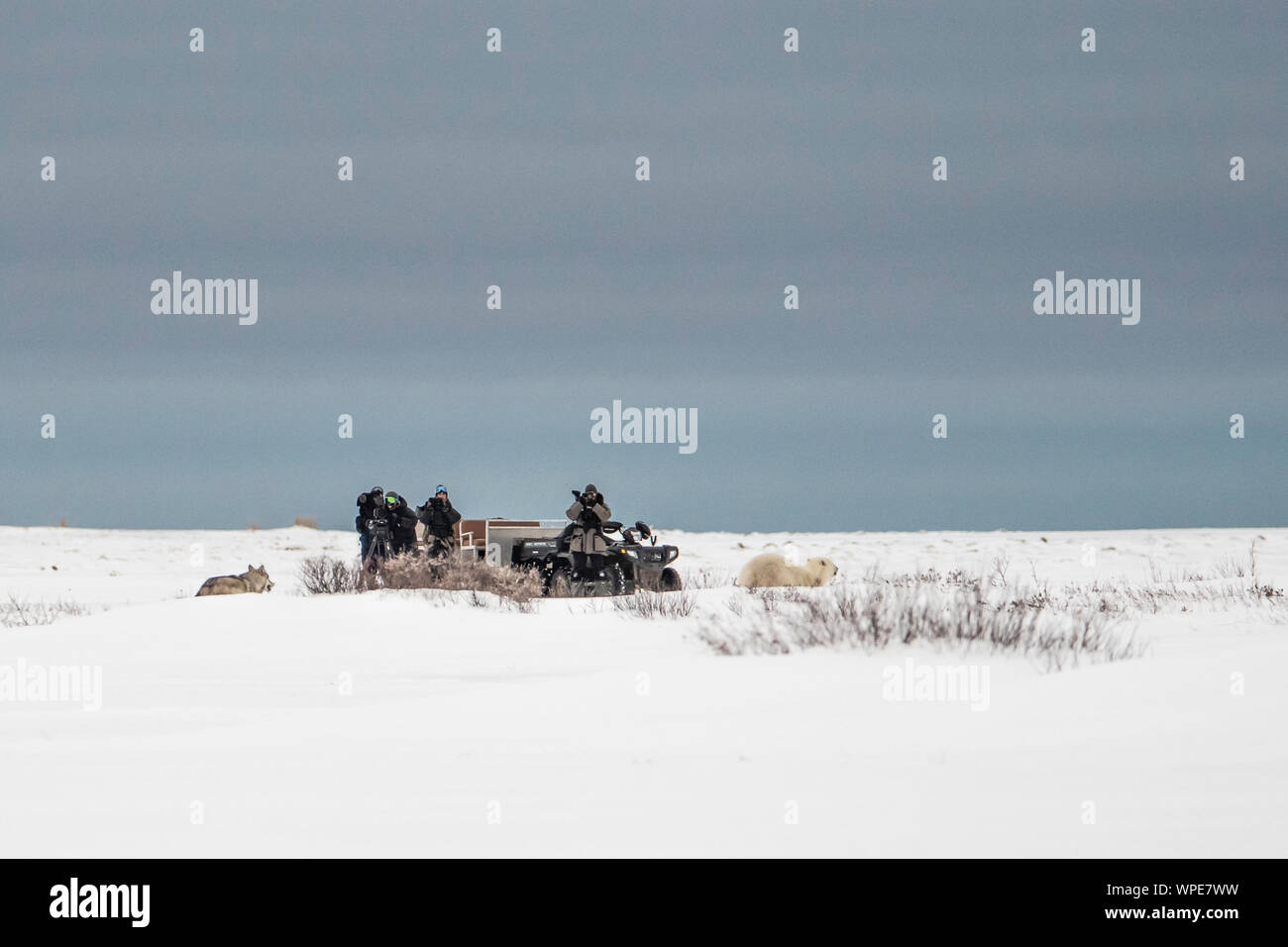 Film Crew Filmen als Kanadische Timber Wolf jagt ein einsamer Junge weibliche Eisbären über die Tundra Stockfoto