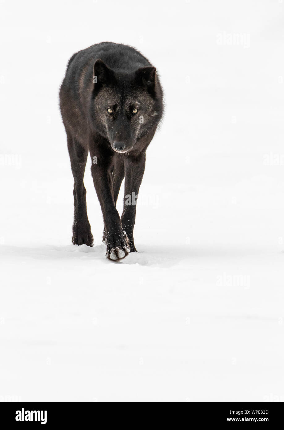 Alte männliche schwarze Kanadische Timber Wolf Spaziergänge über den Schnee, der gerade in die Kamera schaut. Churchill, West Hudson Bay, Kanada. Stockfoto