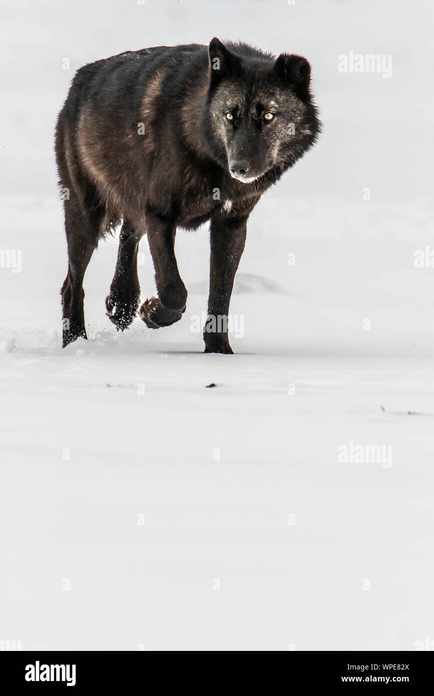 Alte männliche schwarze Kanadische Timber Wolf Spaziergänge über den Schnee, der gerade in die Kamera schaut. Churchill, West Hudson Bay, Kanada. Stockfoto