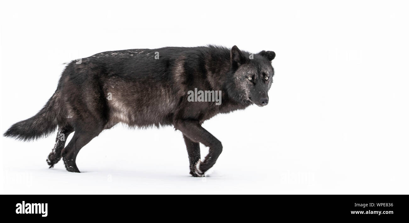Alte männliche schwarze Kanadische Timber Wolf Spaziergänge über den Schnee, der gerade in die Kamera schaut. Churchill, West Hudson Bay, Kanada. Stockfoto
