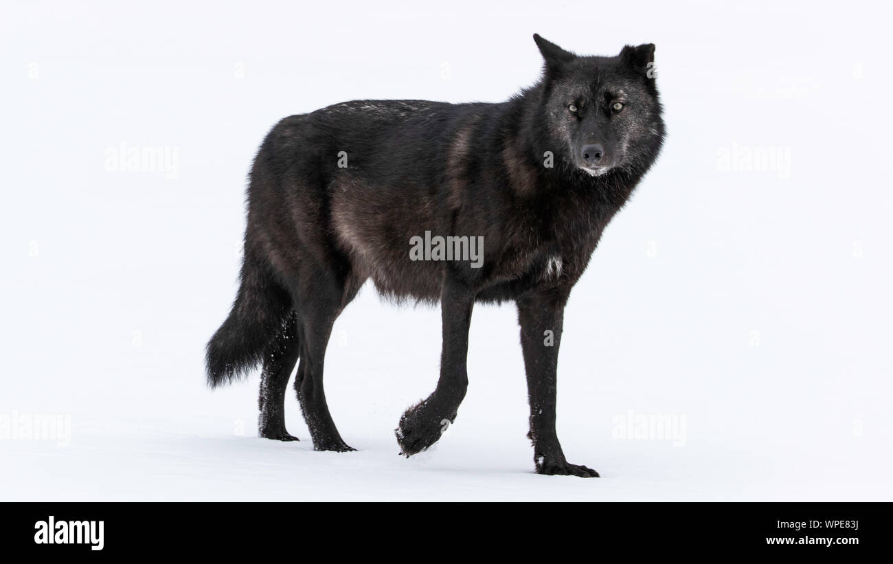 Alte männliche schwarze Kanadische Timber Wolf Spaziergänge über den Schnee, der gerade in die Kamera schaut. Churchill, West Hudson Bay, Kanada. Stockfoto