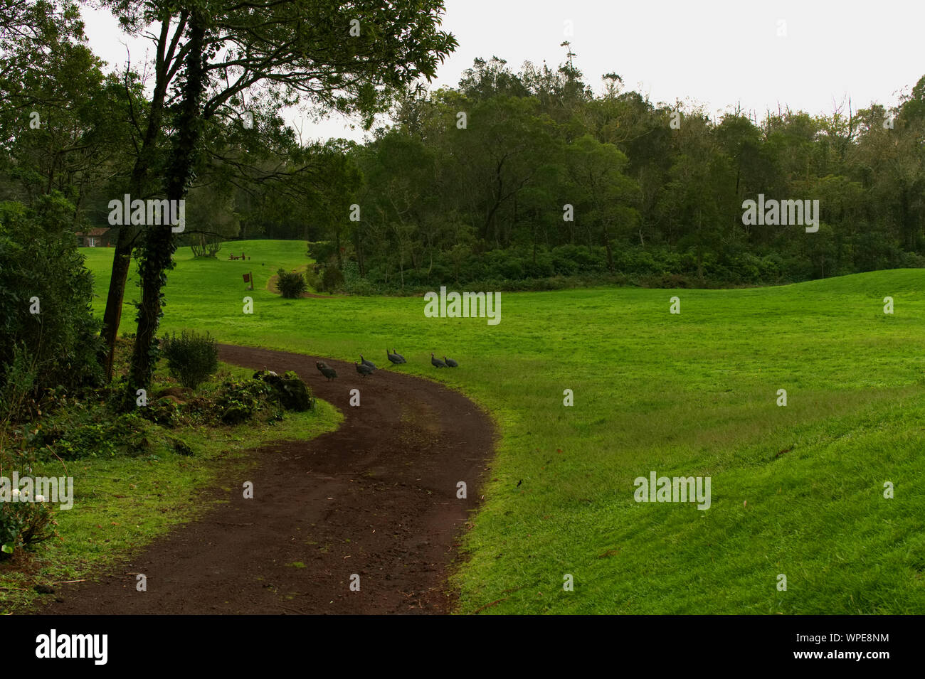 Schmutz der Straße in einem Park in Ponta Delgada, Azoren Stockfoto