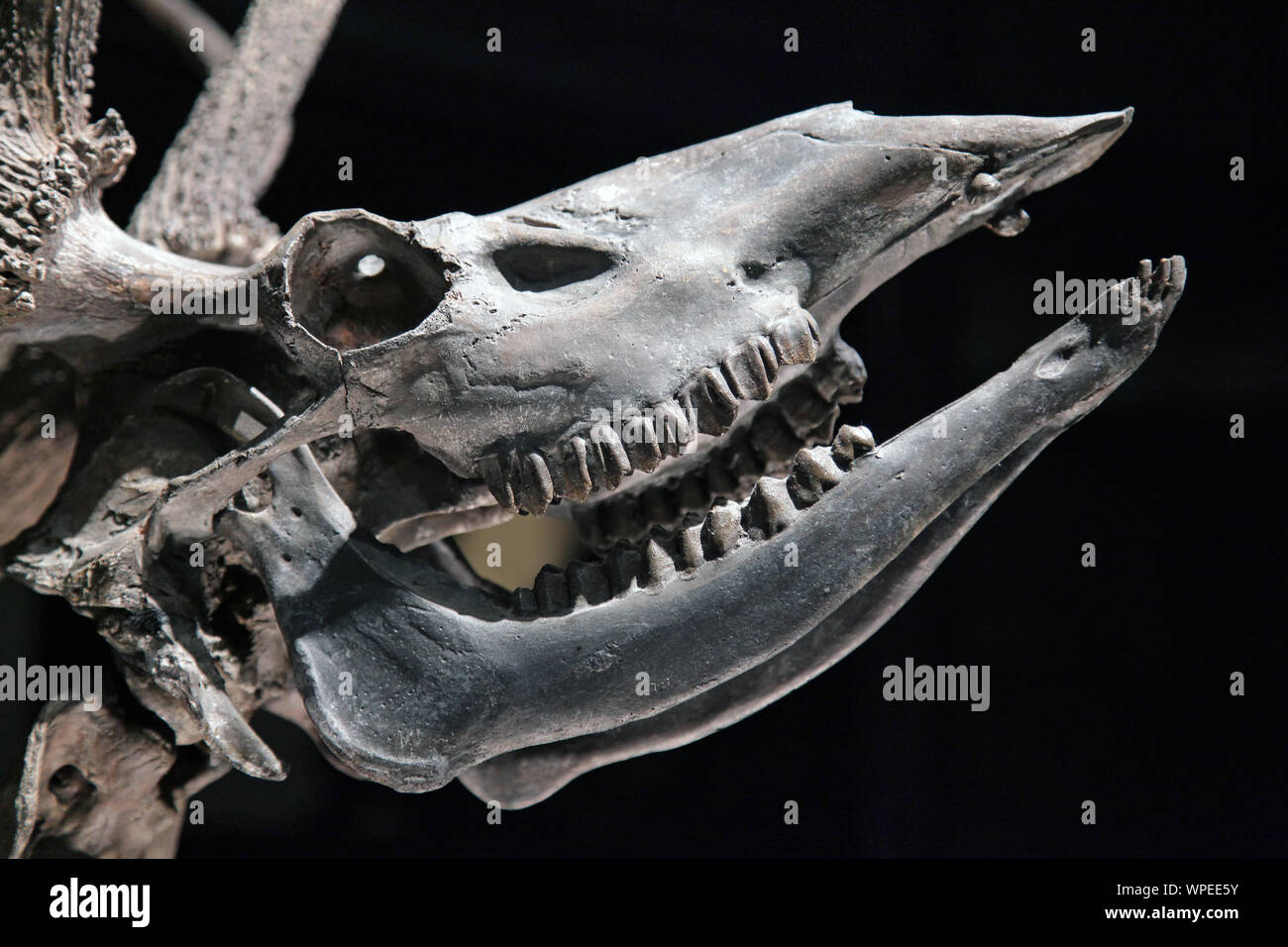 Skelett eines Red Deer. Cervus elaphus Stockfoto