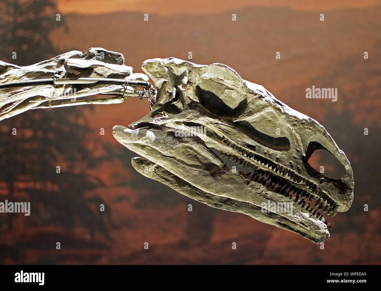 Plateosaurus 'Broad Eidechard','Flat Eidechard'. Eine Gattung plateosaurider Dinosaurier. Späte Triassezeit rund. Zwitserland 214 bis 204 MYA. Stockfoto