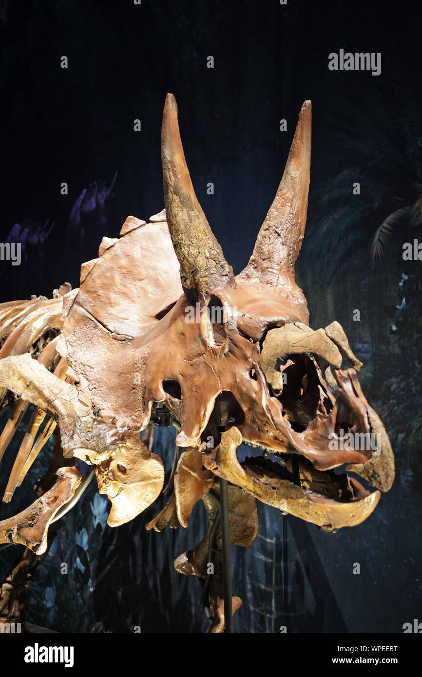 Triceratops. Gattung von Pflanzen fressenden Dinosaurier ceratopsid während der späten Maastrichtium Bühne späten Kreidezeit vor 68 Millionen Jahren. jetzt Nordamerika Stockfoto