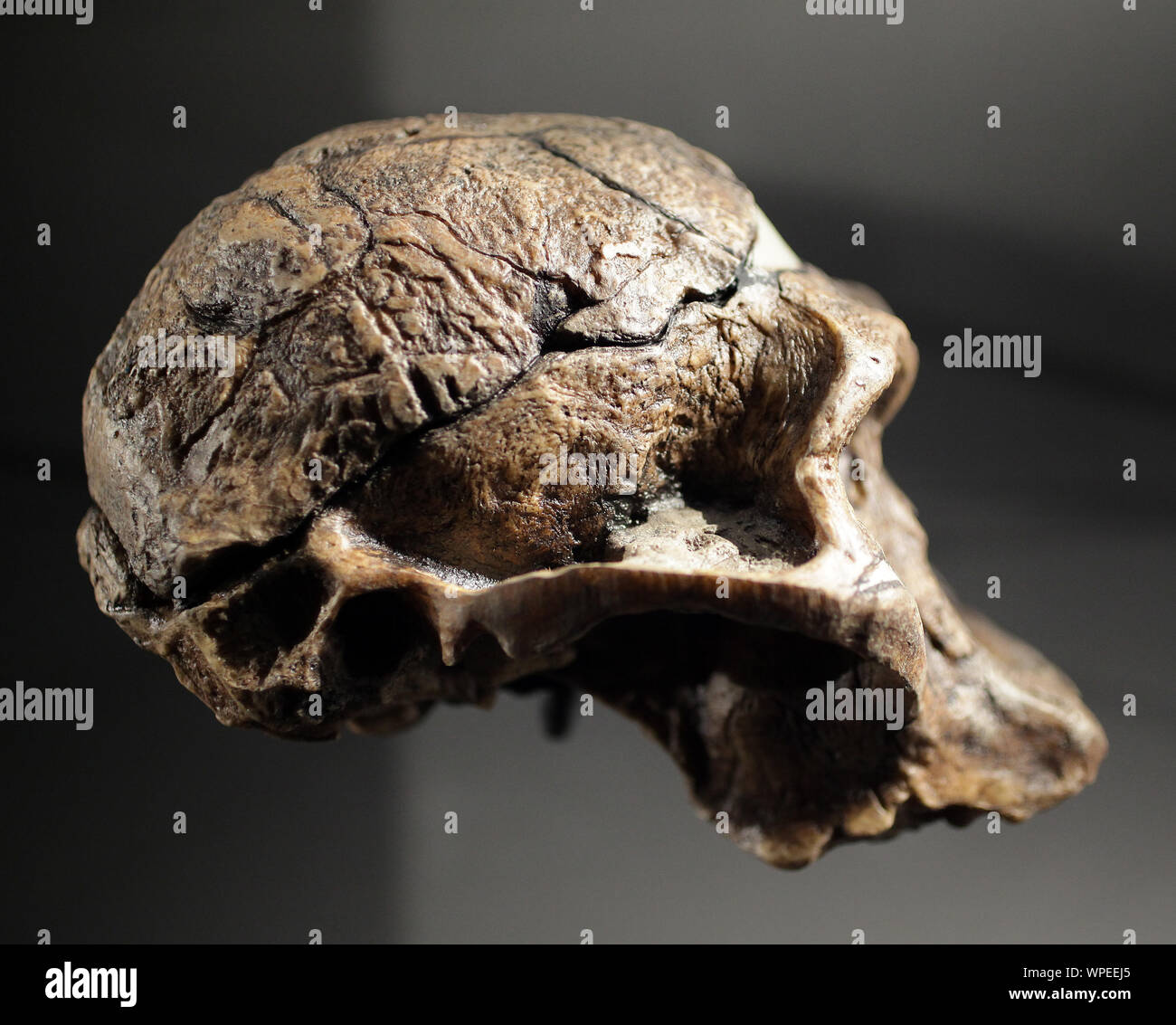 Australopithecus africanus Schädel aus Südafrika Sterkfontein Höhle. Cast von STS 5 Stockfoto