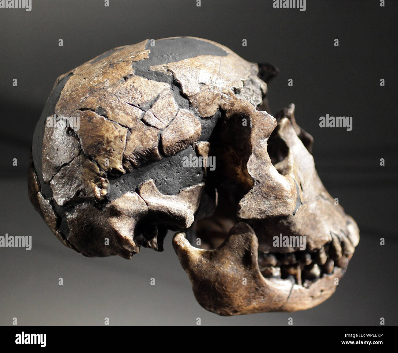 Art Homo erectus Schädel. die Turkana boy Schädel aus Turkana in Kenia. Eugene Dubois gefunden asiatischen Fossilien des Homo erectus auf Java. von knm-WT 15000 Cast Stockfoto