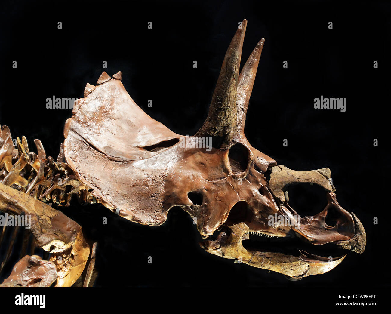 Triceratops. Gattung von Pflanzen fressenden Dinosaurier ceratopsid während der späten Maastrichtium Bühne späten Kreidezeit vor 68 Millionen Jahren. jetzt Nordamerika Stockfoto
