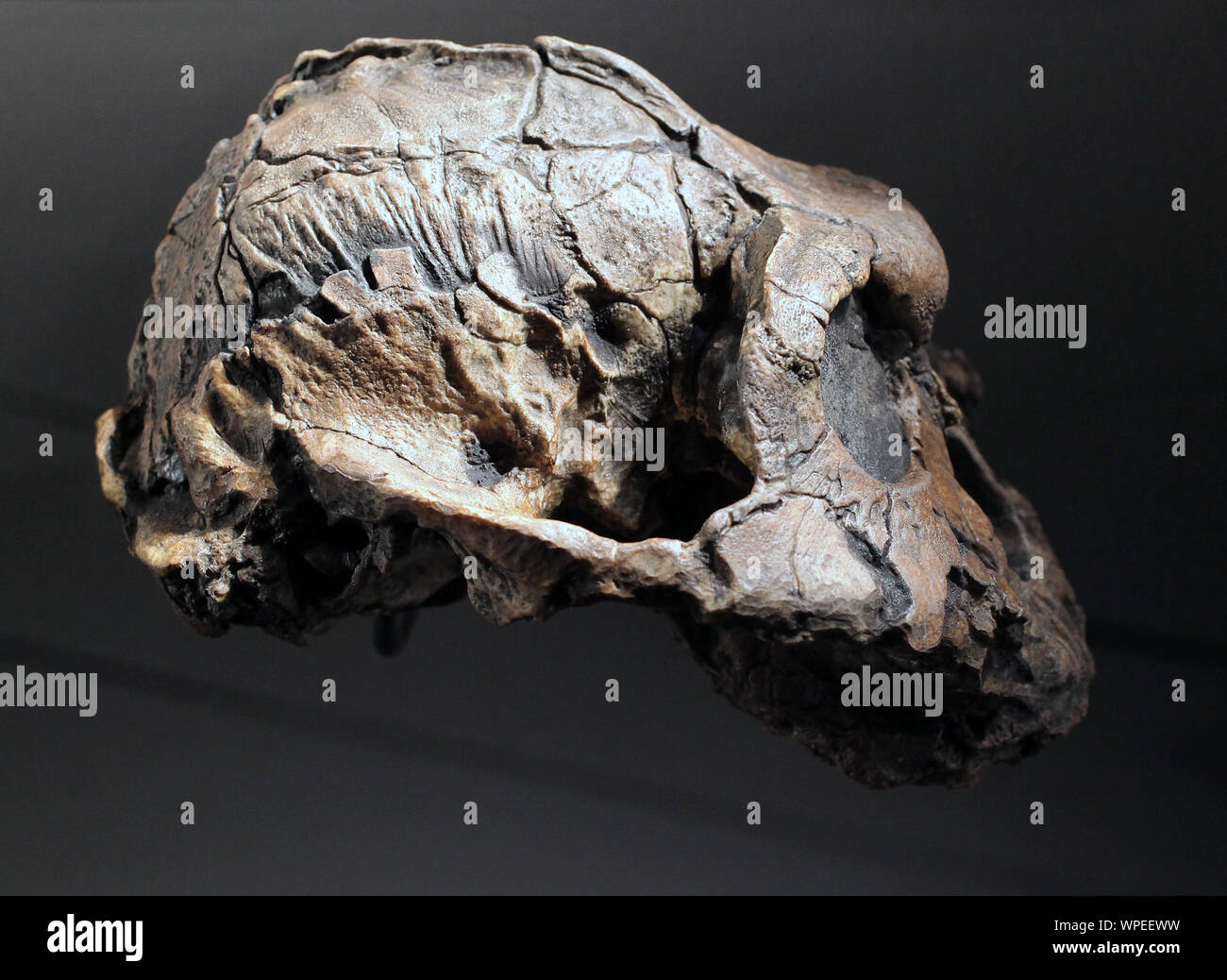 Paranthropus boisei oder Australopithecus boisei.früher Hominin.lebte in Ostafrika während der pleistozänen Epoche von 2,4 bis vor 1,4 Millionen Jahren Stockfoto