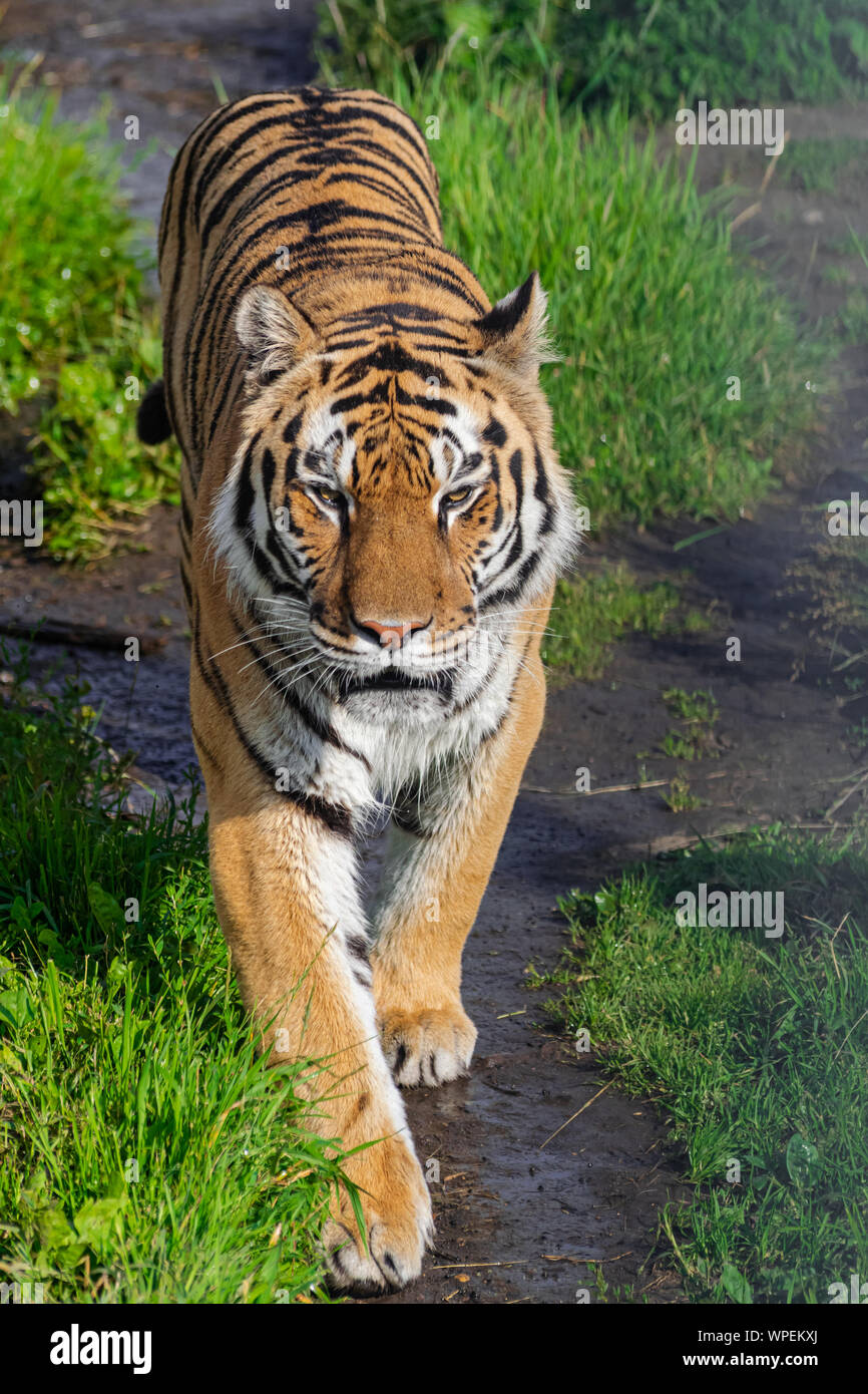 Sibirische Tiger (Panthera tigris altaica), entlang einem Feldweg mit Vegetation, mit Nachmittag Sonnenlicht Stockfoto