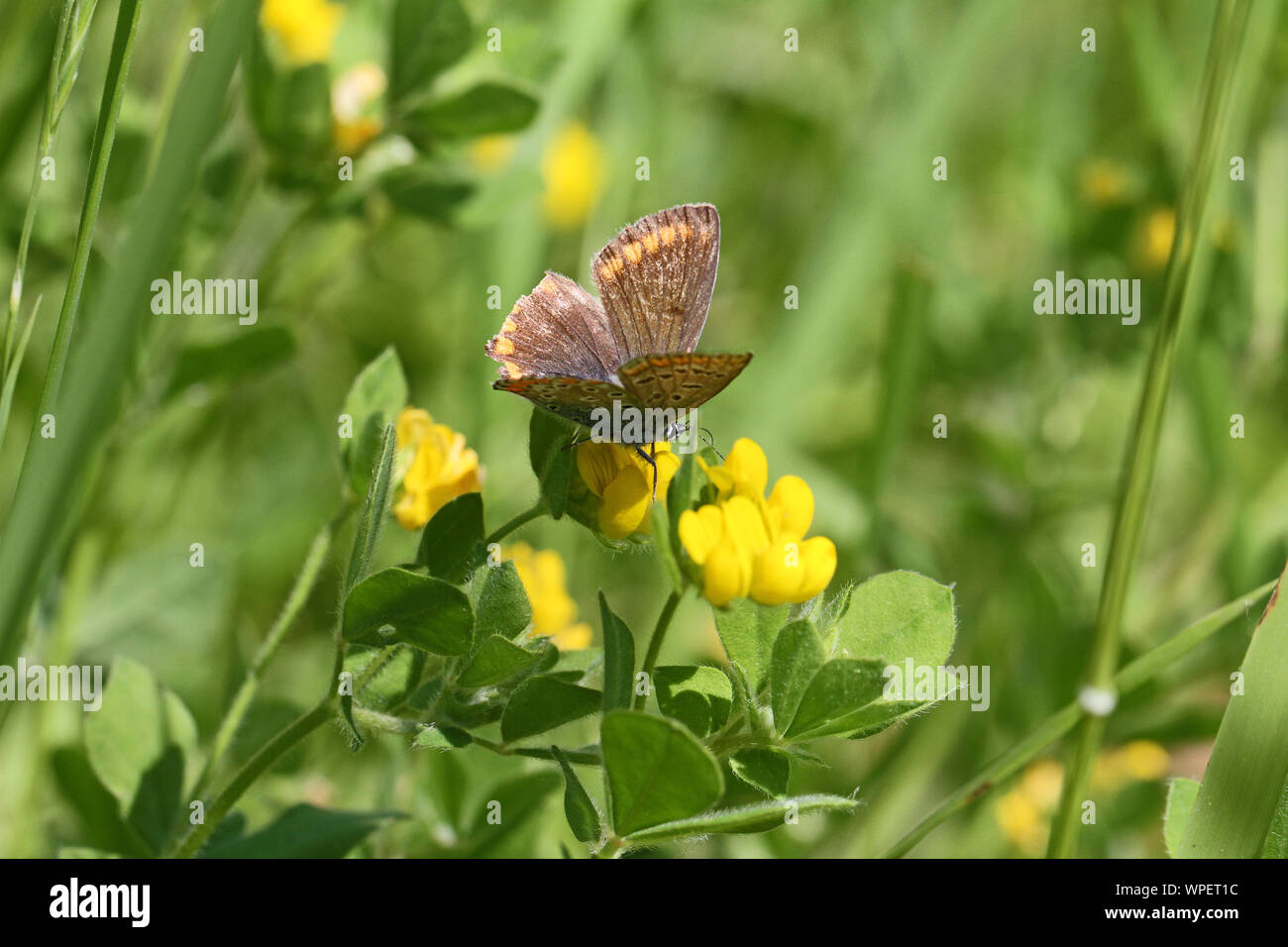 Weibliche gemeinsame blauer Schmetterling mit Ramponierten Flügeln Latin Euplagia quadripunctaria boalensis auf gelbe Kleeblatt oder medick Blume oder Medicago sativa Blüte Stockfoto