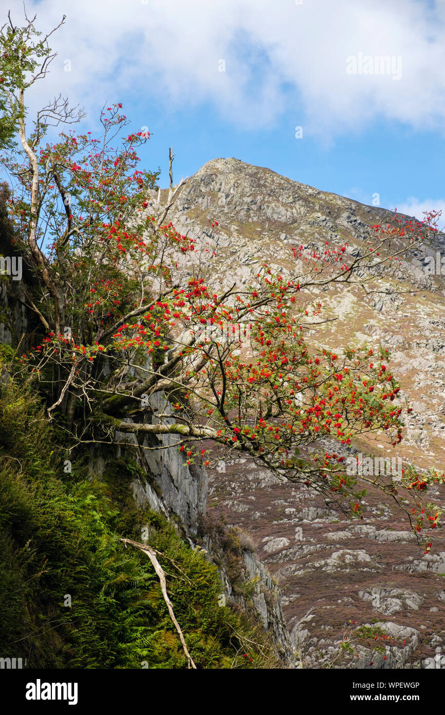 Mountain Ash mit roten Beeren in Tin Can Alley Felsen Schlucht mit Blick auf Stift Yr Ole Wen in Snowdonia National Park. Ogwen, Gwynedd, Wales, Großbritannien Stockfoto