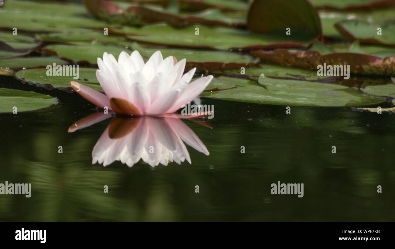 White lotus flower Fotos und Bildmaterial in hoher Auflösung Alamy