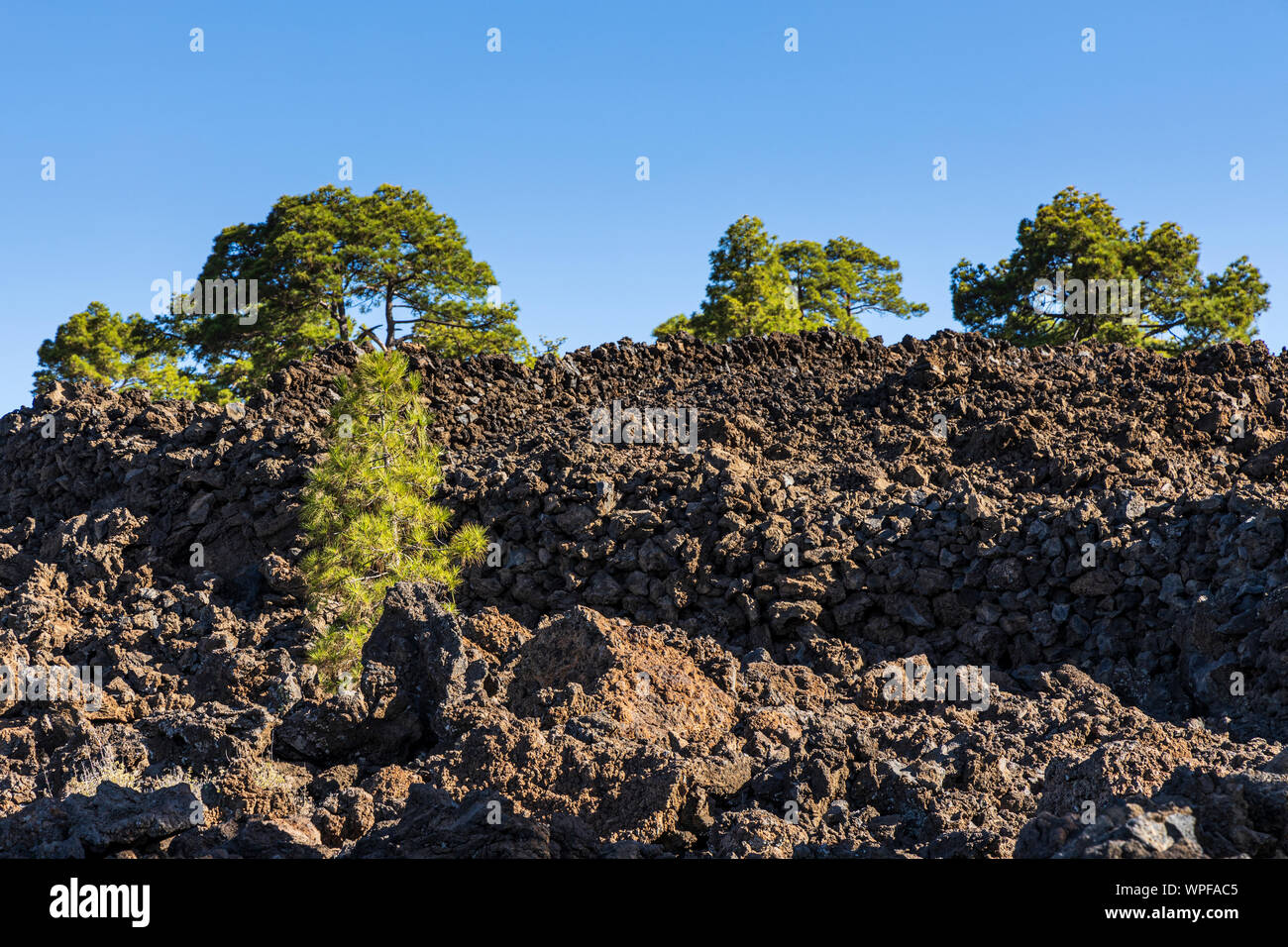 Kanarische Kiefern, Pinus Canariensis zwischen den Lavafelsen in einer vulkanischen Landschaft entlang einer Route in Arguayo, Teneriffa, Kanarische Inseln, Stockfoto