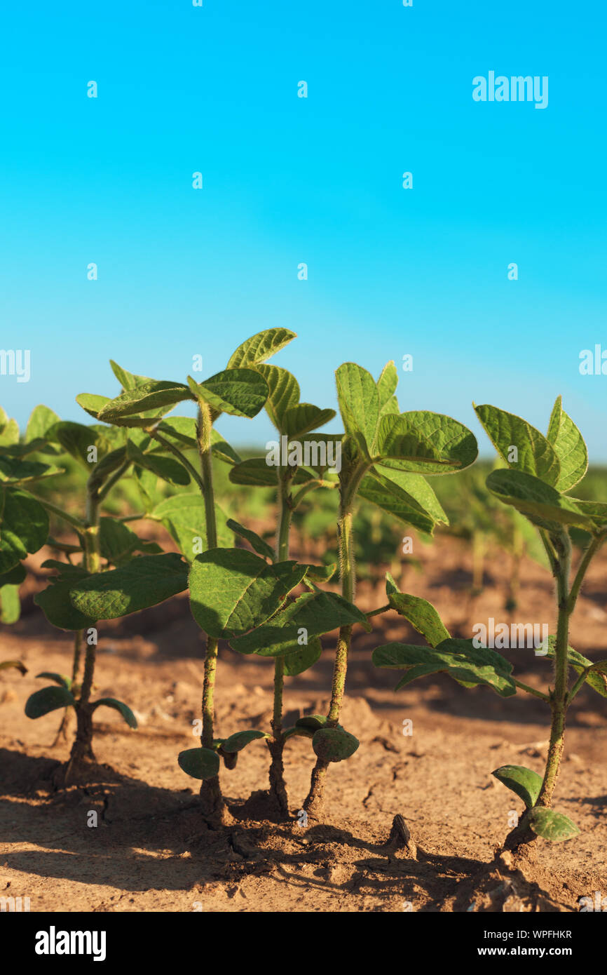 Soja Plantage Zeilen im Feld, der ökologische Landbau von Glycine max oder Sojabohnen Ernte, Nahaufnahme Stockfoto