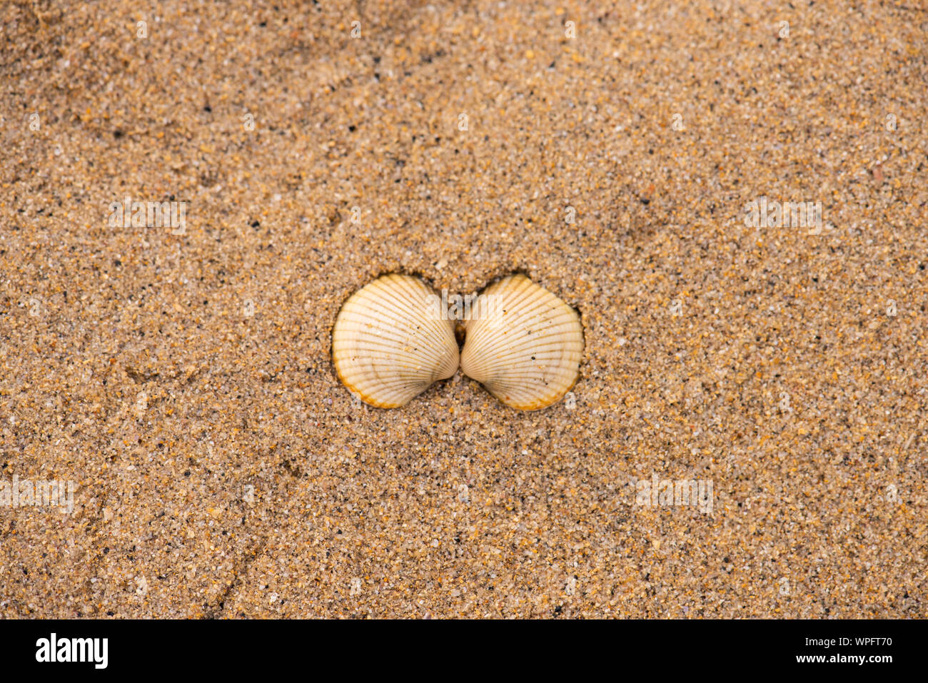 Cockle Shell in den sand Nummer 3877 Stockfoto