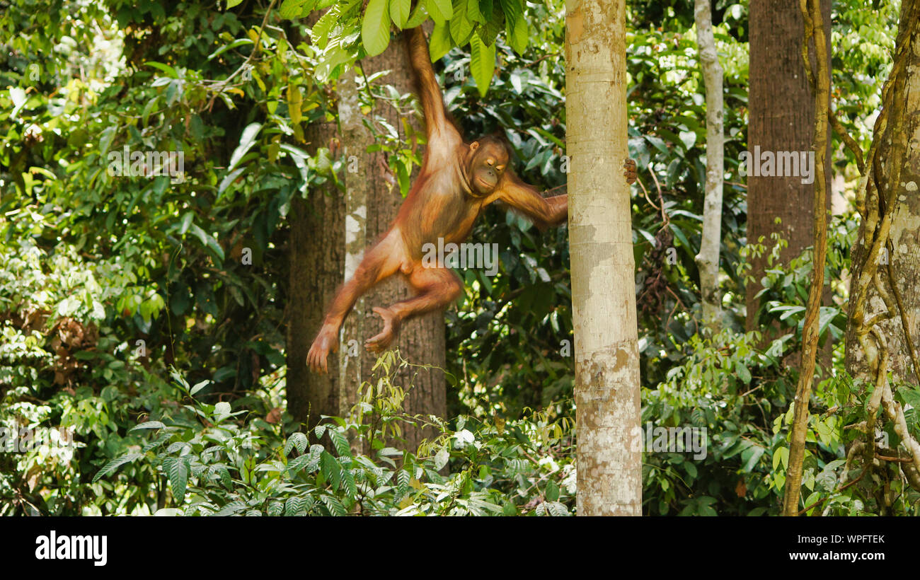 Orang-utan Klettern auf Bäume, Borneo, Malaysia, Sepilok. Stockfoto