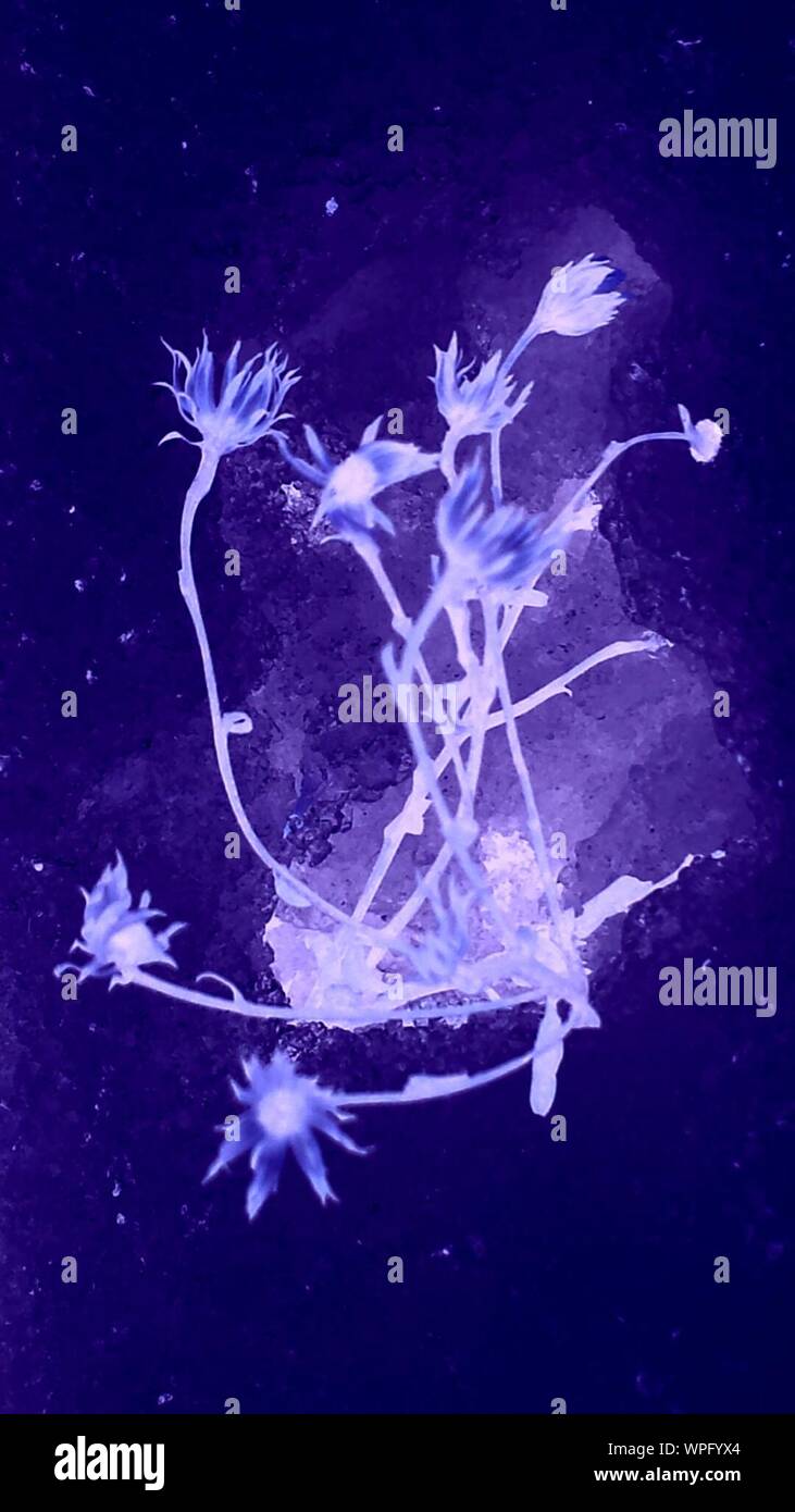 Digitale zusammengesetzte Bild von Wildblumen Stockfoto