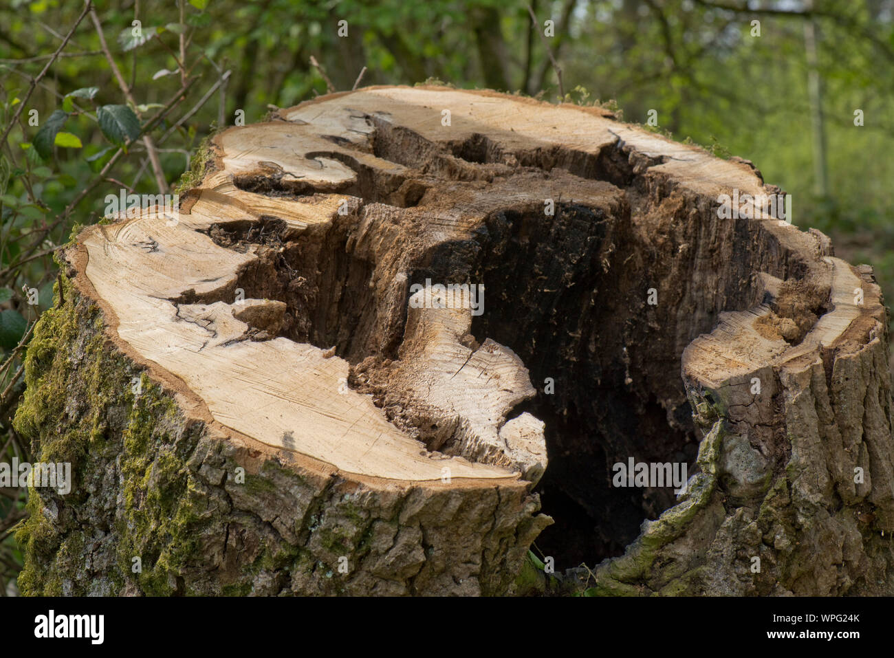 Stumpf von einer instabilen, faulen, Eiche (Quercus robur) neben einer Straße und aus Gründen der Sicherheit, Berkshire abgeholzt, April Stockfoto