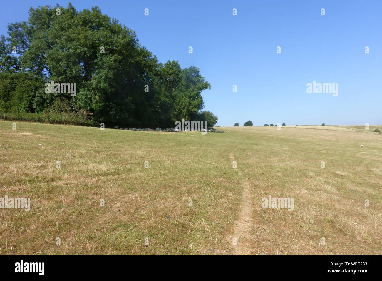 Geröstete trockenen Weide in Dürre während eine heiße, trockene Sommer und mit einer Herde Schafe Ausruhen im Schatten einer Baumgruppe von Bäumen, Berkshire, Juli Stockfoto