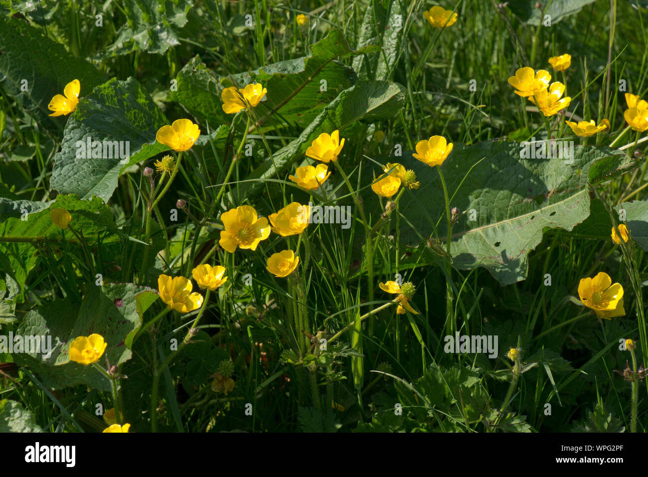 Feld ranunkeln (Ranunculus acris) und breiten Docks (Rumex obtusifolius) unter gras weide Wiese, Berkshire, Mai. Stockfoto