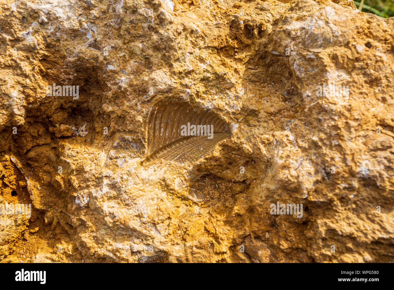 Ein fossiles Trigonia costata zweischaliges Fossil in Kalkstein auf Cleeve häufig bei Cheltenham, England Stockfoto