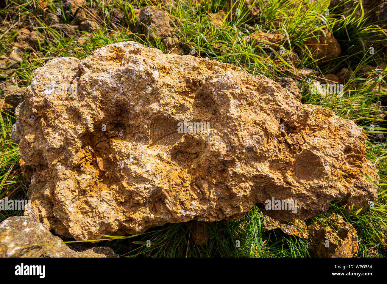 Ein Trigonia costata bivalve Fossil in Kalkstein auf Cleeve Common bei Cheltenham, England Stockfoto