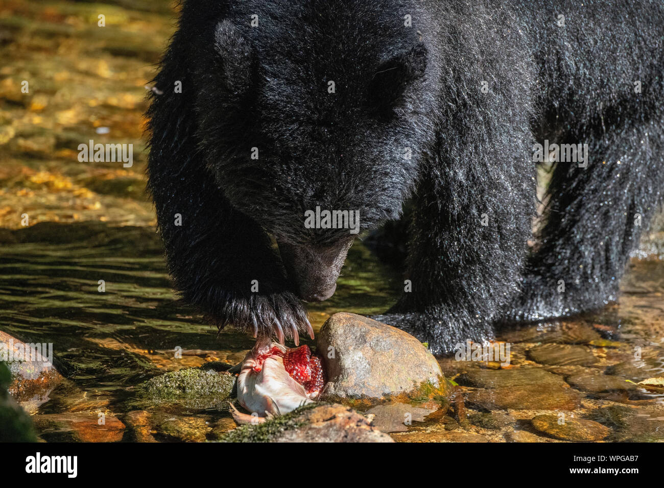 Kanada, British Columbia, Great Bear Rainforest, Gribbell Insel, Riordan Creek. North American Black Bear (WILD: Ursus americanus) Essen Lachs. Stockfoto