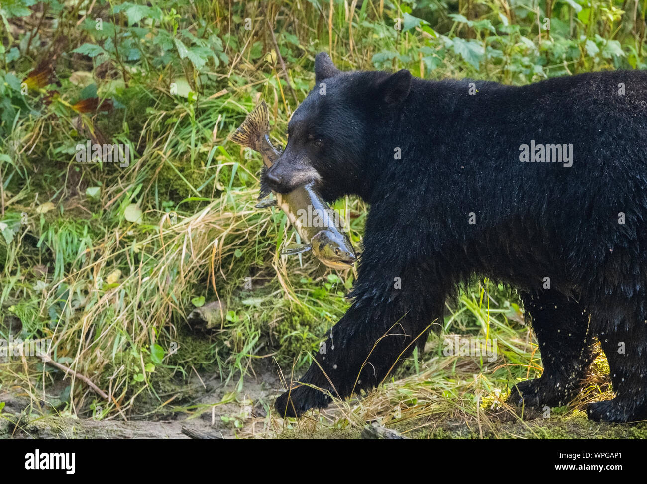 Kanada, British Columbia, Great Bear Rainforest, Gribbell Insel, Riordan Creek. North American Black Bear (WILD: Ursus americanus) die Fischerei auf Lachs Stockfoto