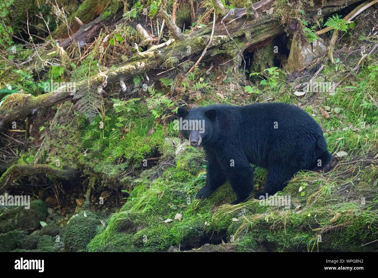 Kanada, British Columbia, Great Bear Rainforest, Gribbell Insel, Riordan Creek. Einsame North American Black Bear (WILD: Ursus americanus) im Wald. Stockfoto