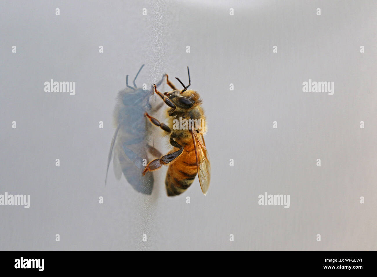 Honey Bee oder arbeitsbiene extreme Nahaufnahme Lat. Apis mellifera Kriechen auf eine glänzende Oberfläche im Frühling in Italien Stockfoto