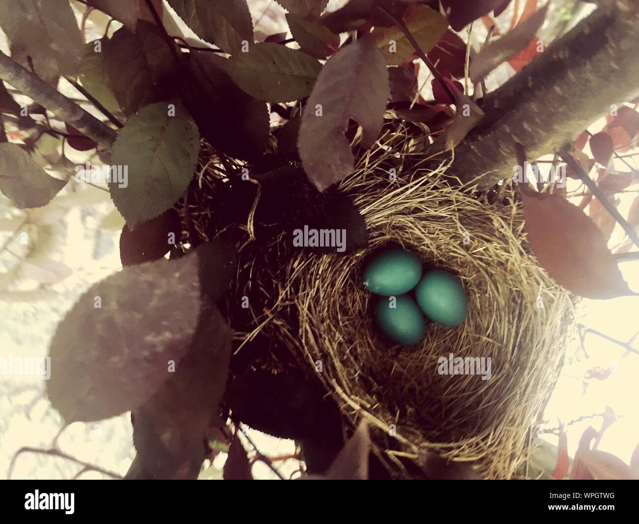 High Angle View Robin Eier im Nest Stockfoto