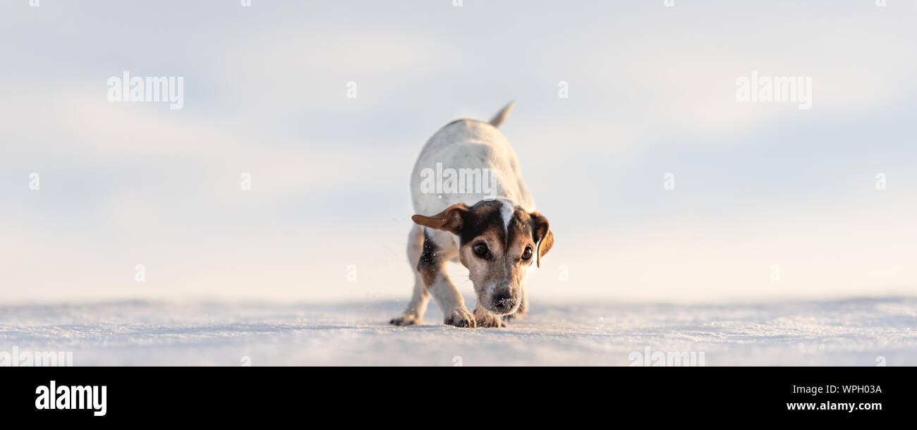 12 Jahre eingefroren Jack Russell Terrier Hund ist zu Fuß über eine verschneite Wiese im Winter. Kleiner Hund hat kalte Füße. Stockfoto