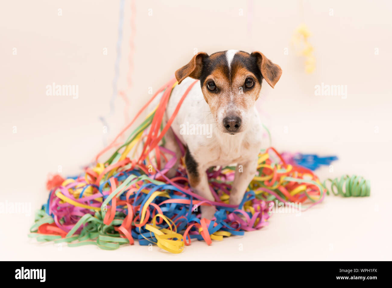sylvester hund stockfotos und bilder kaufen alamy