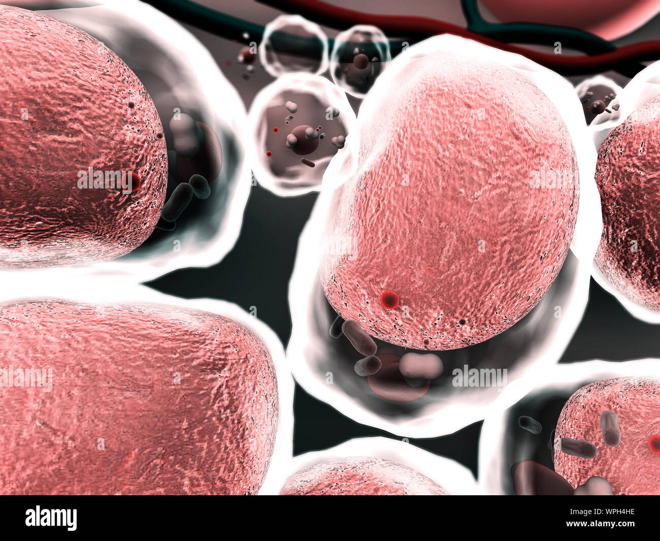 Gruppe von lebenden Zellen unter dem Mikroskop, hochwertige 3D-Render von Zellen, Zellen, die Struktur des Moleküls, Zellstruktur, die Aufteilung der Hu Stockfoto