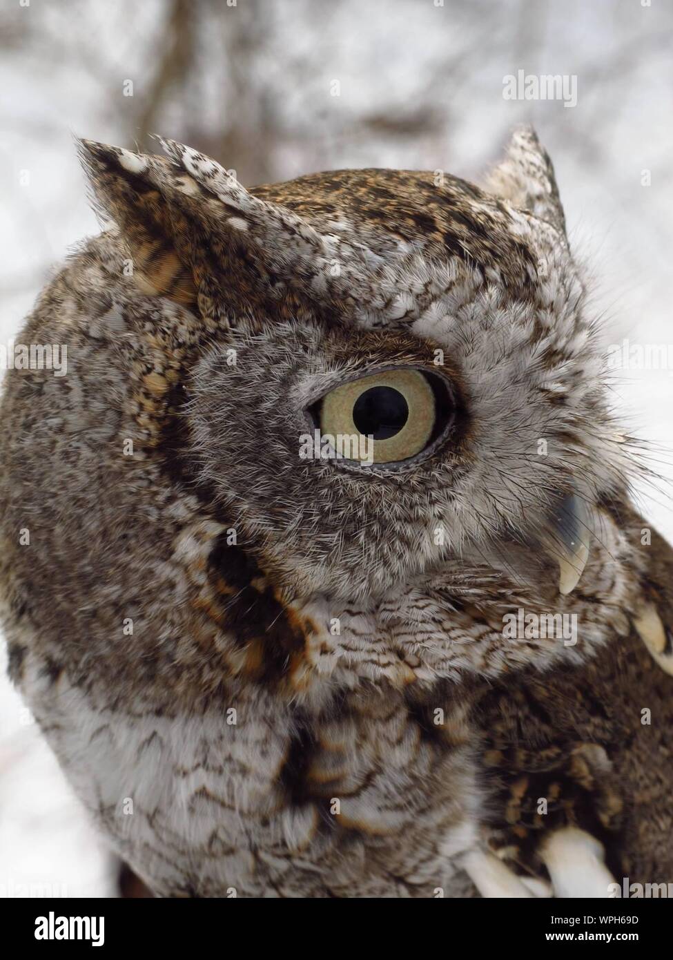 Close-up Portrait von Awl Stockfoto