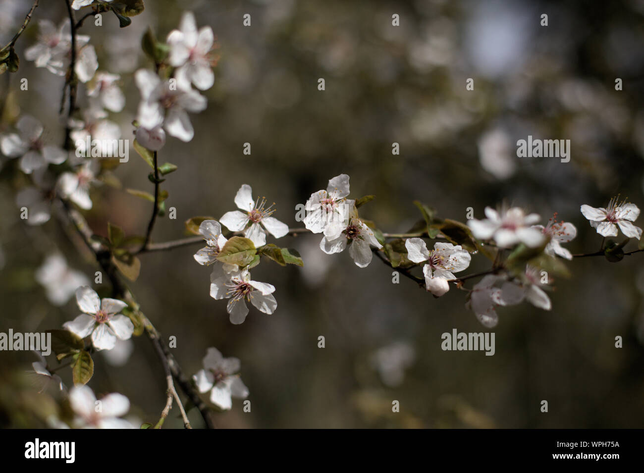 Nahaufnahme des weissen Kirschblüten Blumen und dunklen Zweige im Frühjahr auf einen dunkelgrünen Wald Hintergrund in Ashland, Oregon, USA Stockfoto