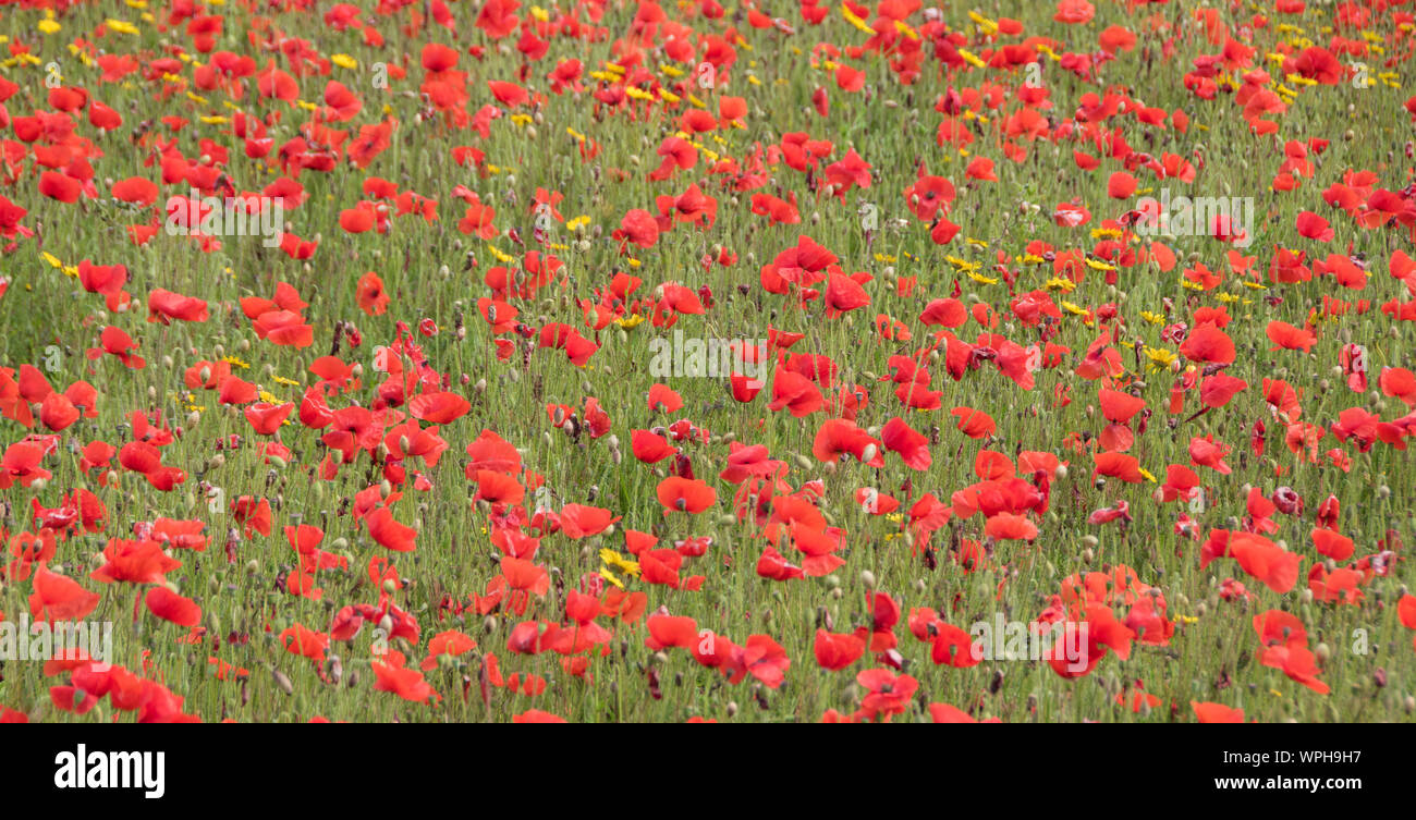 Mohn in der blumenwiesen von West Pentire, Cornwall Stockfoto