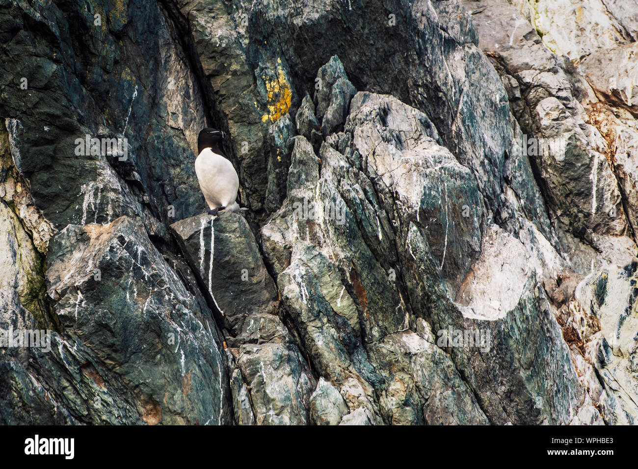 Tordalk (Alca torda) Wohnen am Rande der Klippe an der Küste wie eine Uhr Wächter auf der Suche nach seinem Nest. Bray, Co Wicklow, Irland. Stockfoto