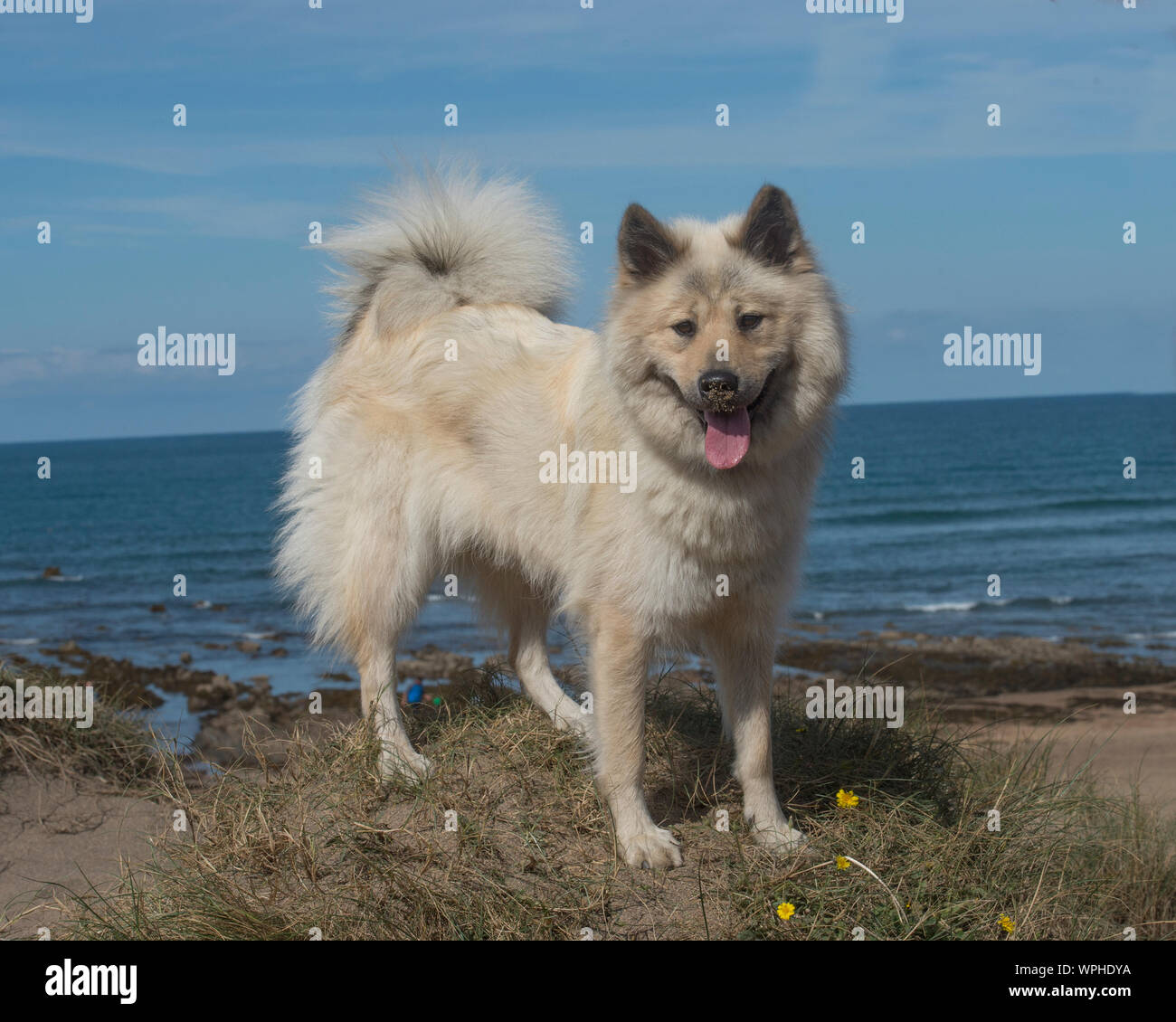 Eurasier Hund am Strand Stockfoto