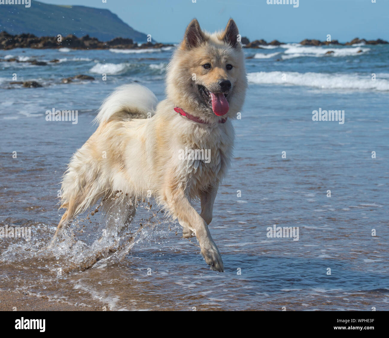Eurasier Hund am Strand Stockfoto
