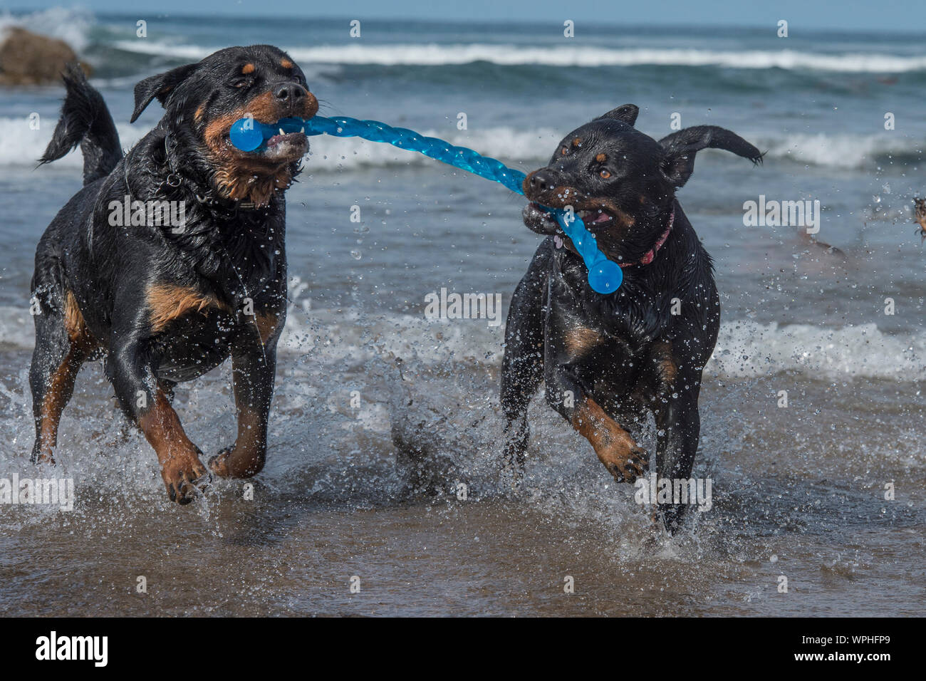 2 Rottweiler hunde spielen im Meer Stockfoto