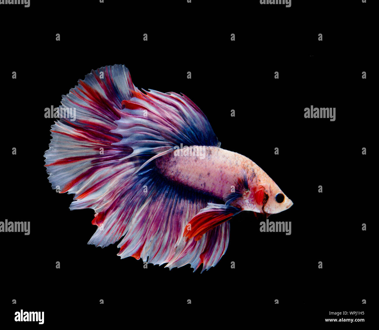 Mehrfarbige betta Fisch, Siamese fighting fish auf schwarzem Hintergrund Stockfoto