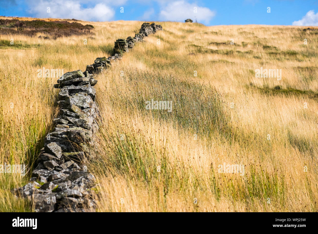 Raue moorland Gräser und Trockenmauern Wand, Kämme Moos, Peak District National Park, Großbritannien Stockfoto