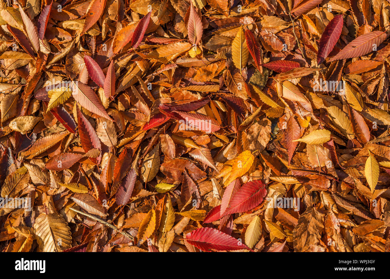 Blätter im Herbst Teppich und Laub Hintergrund Stockfoto