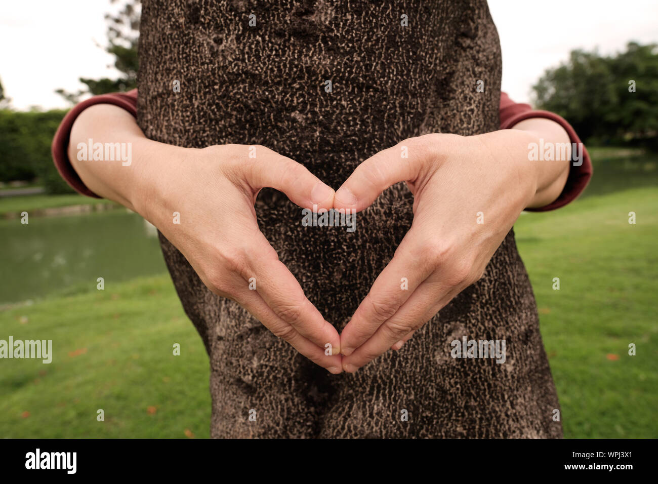 Hände, die Herzform Rahmen vor, der durch die um den Stamm eines Baumes. Stockfoto